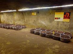 149 MUSEE DU CHAMPIGNON A  SAUMUR 2016 2_000042